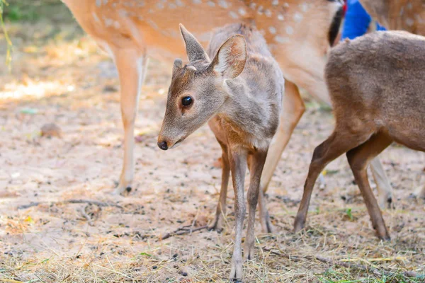 Bir çayır ormanda yürüyüş geyik.