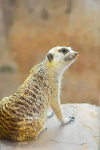 Hayvanat bahçesinde mirket