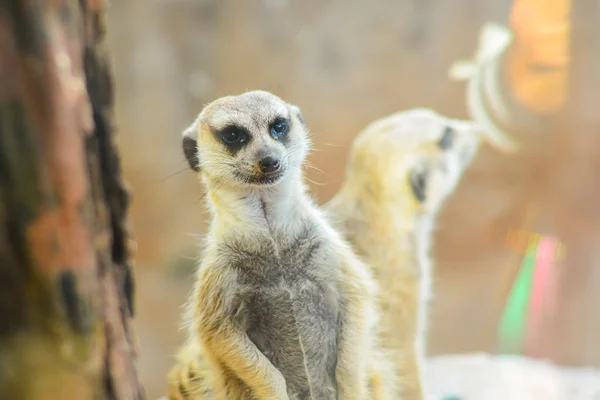 Hayvanat bahçesinde mirket