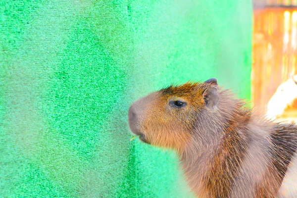 Capybara Dev Sıçan