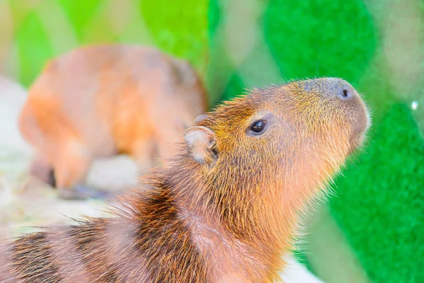 Capybara Dev Sıçan