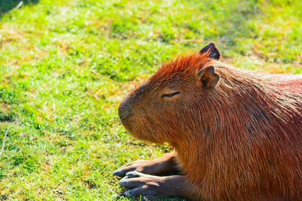 Capybara Dev Sıçan