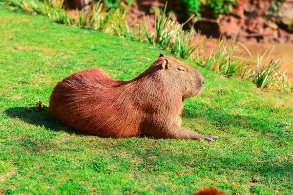 Capybara Dev Sıçan