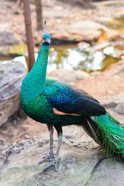Peacock promenader i skogen — Stockfoto