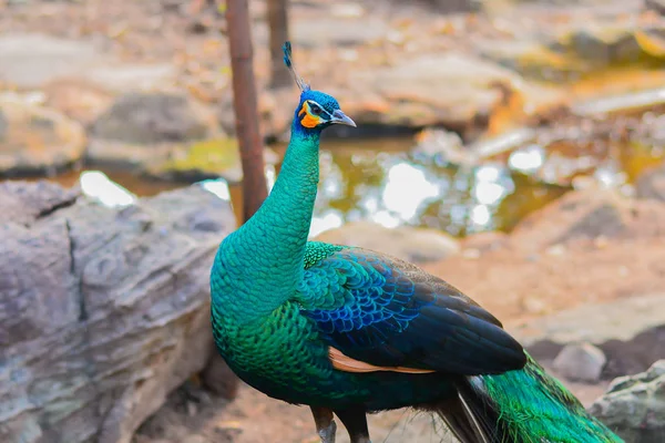 Peacock walking in forest — Stock Photo, Image