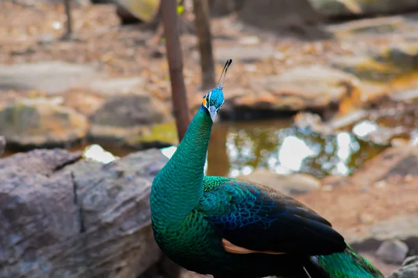 Ormanda yürüyüş tavus kuşu