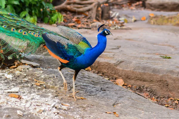 Peacock walking in forest — Stock Photo, Image