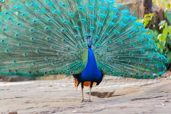 Peacock walking in forest — Stock Photo, Image