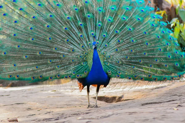 Peacock walking in forest — Stock Photo, Image