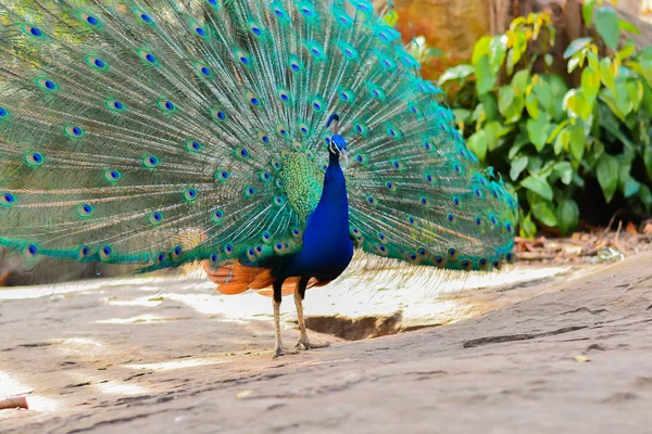 Ormanda yürüyüş tavus kuşu