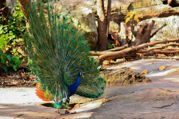 Ormanda yürüyüş tavus kuşu