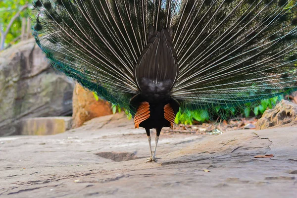 Peacock wandelen in het bos — Stockfoto