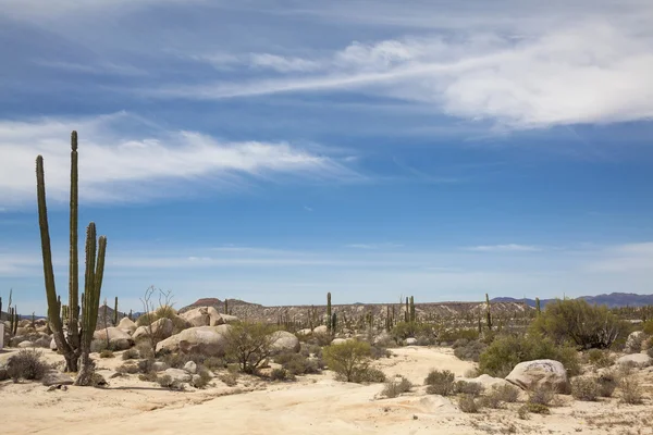 Valle de las Velas — Foto de Stock