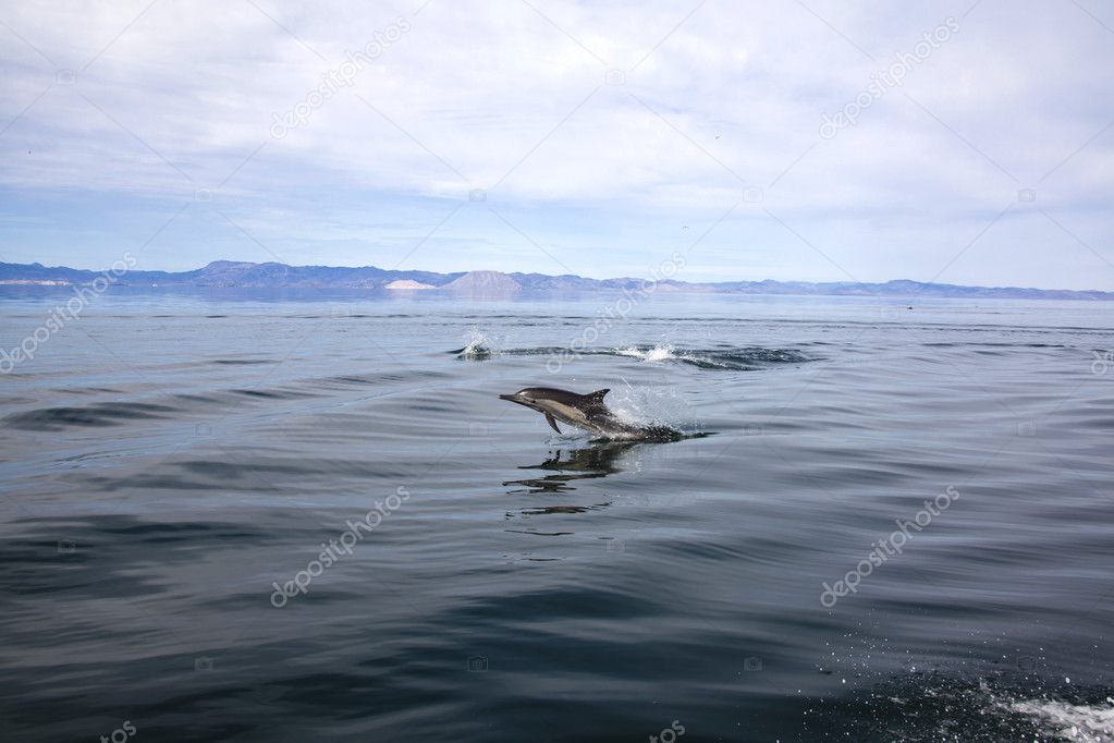Dolphins at Bay of the Angels