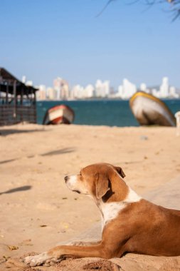 Köpek plaj keyfi