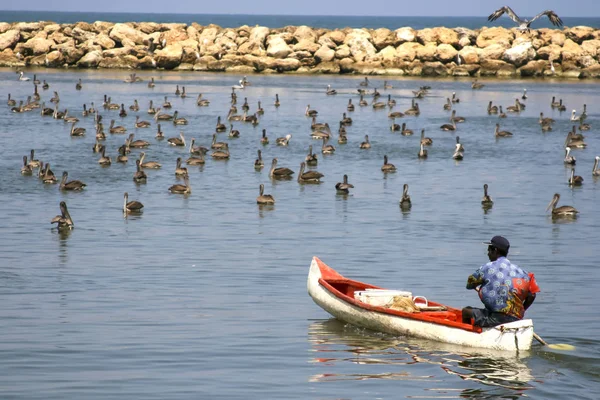 Pescador e garças — Fotografia de Stock