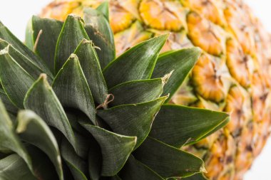 Ananas (Ananas komoz)