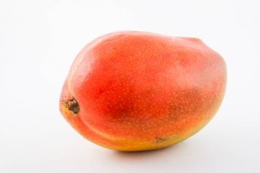 Mango (Mangifera indica)