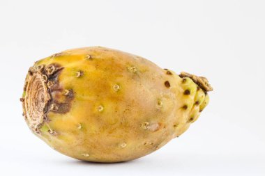Tuna (Opuntia ficus-indica)