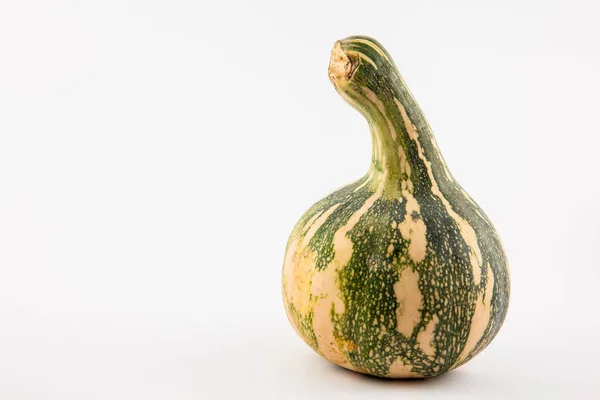 Dýně (Cucurbita maxima) — Stock fotografie