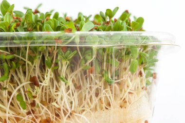 Yonca filizi (Medicago sativa)