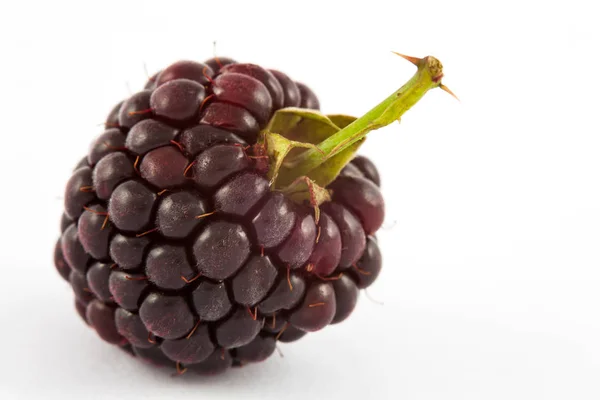 Blackberry (Rubus) ) — стоковое фото