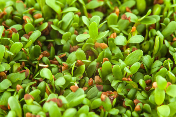 Alfalfa sprouts (Medicago sativa)