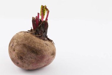 Pancar (Beta vulgaris)