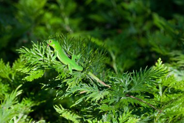 Juvenil yeşil iguana