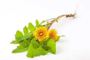 Ortak Dandelion (karahindiba officinale)