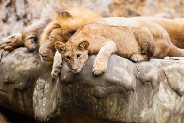 Aslan (Panthera leo)