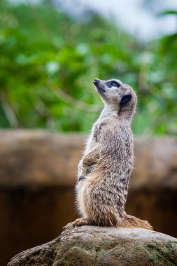 çöl faresi (suricata suricatta)