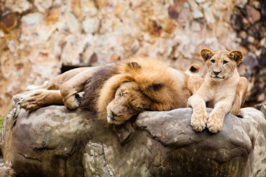Aslan (Panthera leo)