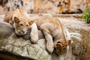 Aslan (Panthera leo)