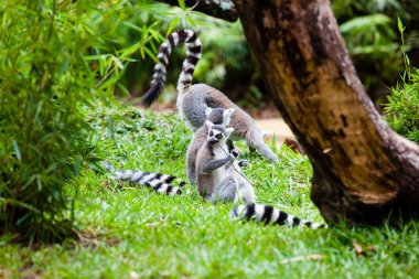 Halka kuyruklu lemur (Lemur catta)
