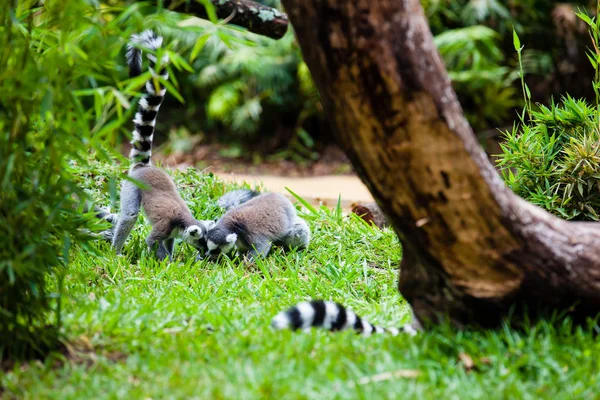 Λαιμός με κυκλική ουρά (Lemur catta) — Φωτογραφία Αρχείου