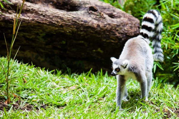 Λαιμός με κυκλική ουρά (Lemur catta) — Φωτογραφία Αρχείου