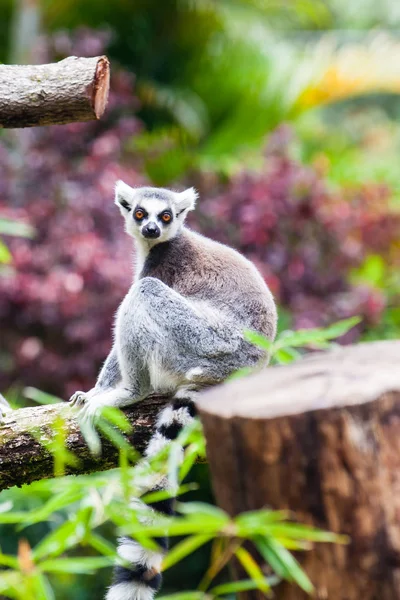 Λαιμός με κυκλική ουρά (Lemur catta) — Φωτογραφία Αρχείου