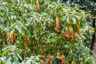 Kırmızı angel's Trompet (Brugmansia sanguinea)
