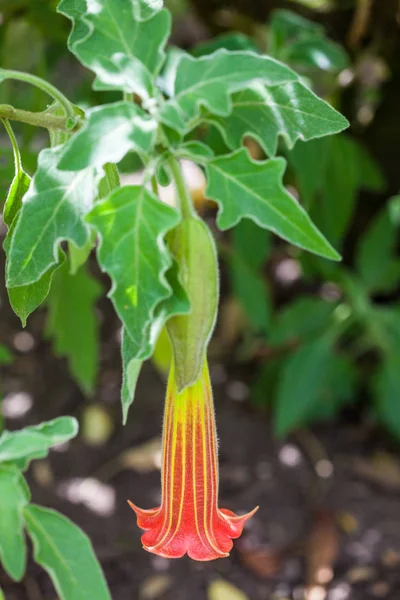 Trombeta do anjo vermelho (Brugmansia sanguinea ) — Fotografia de Stock