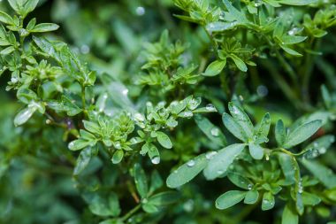 Genel Rue (Ruta Graveolens)