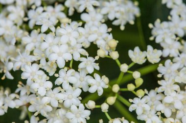 Yaşlı veya elderflower (Sambucus nigra)