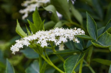Yaşlı veya elderflower (Sambucus nigra)