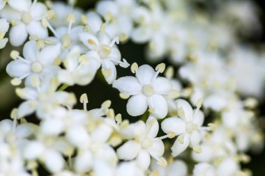 Yaşlı veya elderflower (Sambucus nigra)