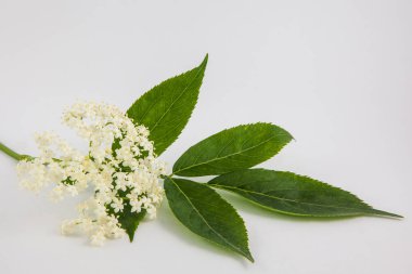 Yaşlı veya elderflower (Sambucus nigra)