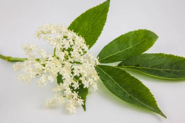 Yaşlı veya elderflower (Sambucus nigra)
