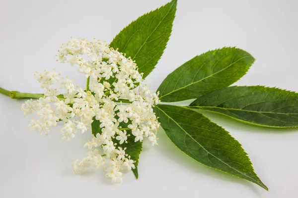 Yaşlı veya elderflower (Sambucus nigra)
