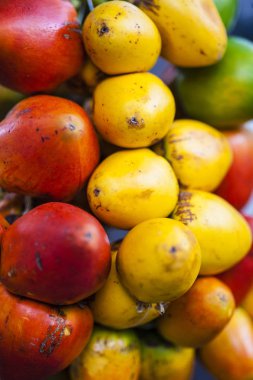 Chontaduro (Bactris gasipaes) 