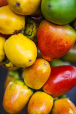 Chontaduro (Bactris gasipaes) 