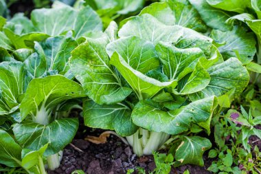 Beyaz kök pazı (Beta vulgaris)